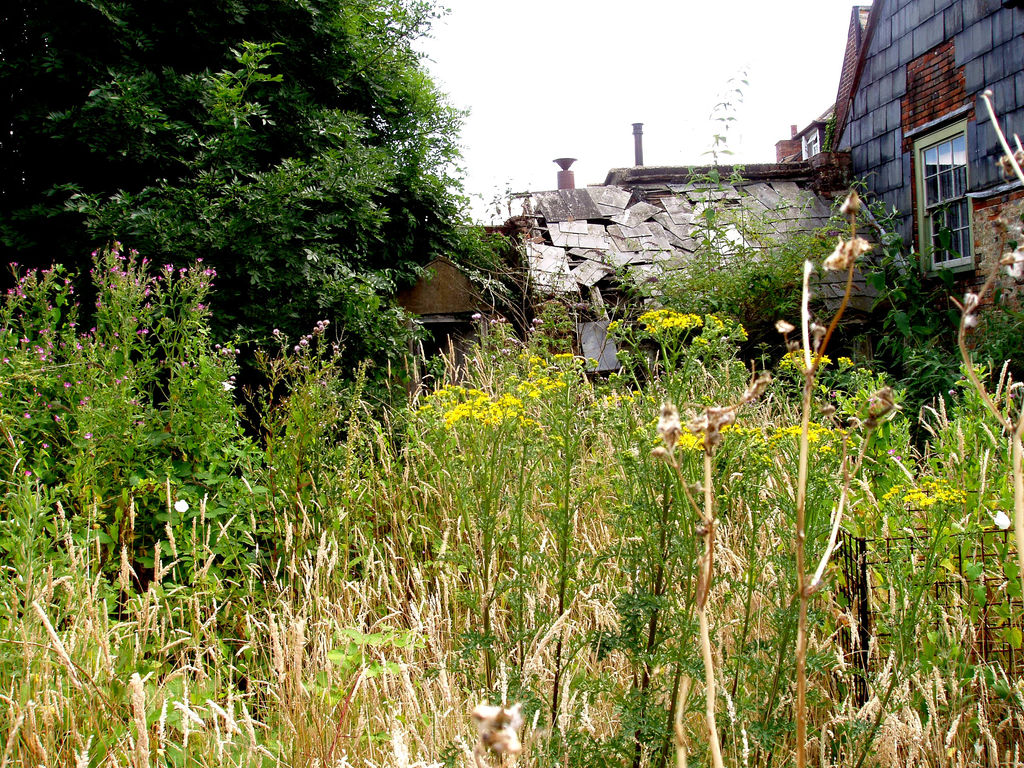 overgrown garden