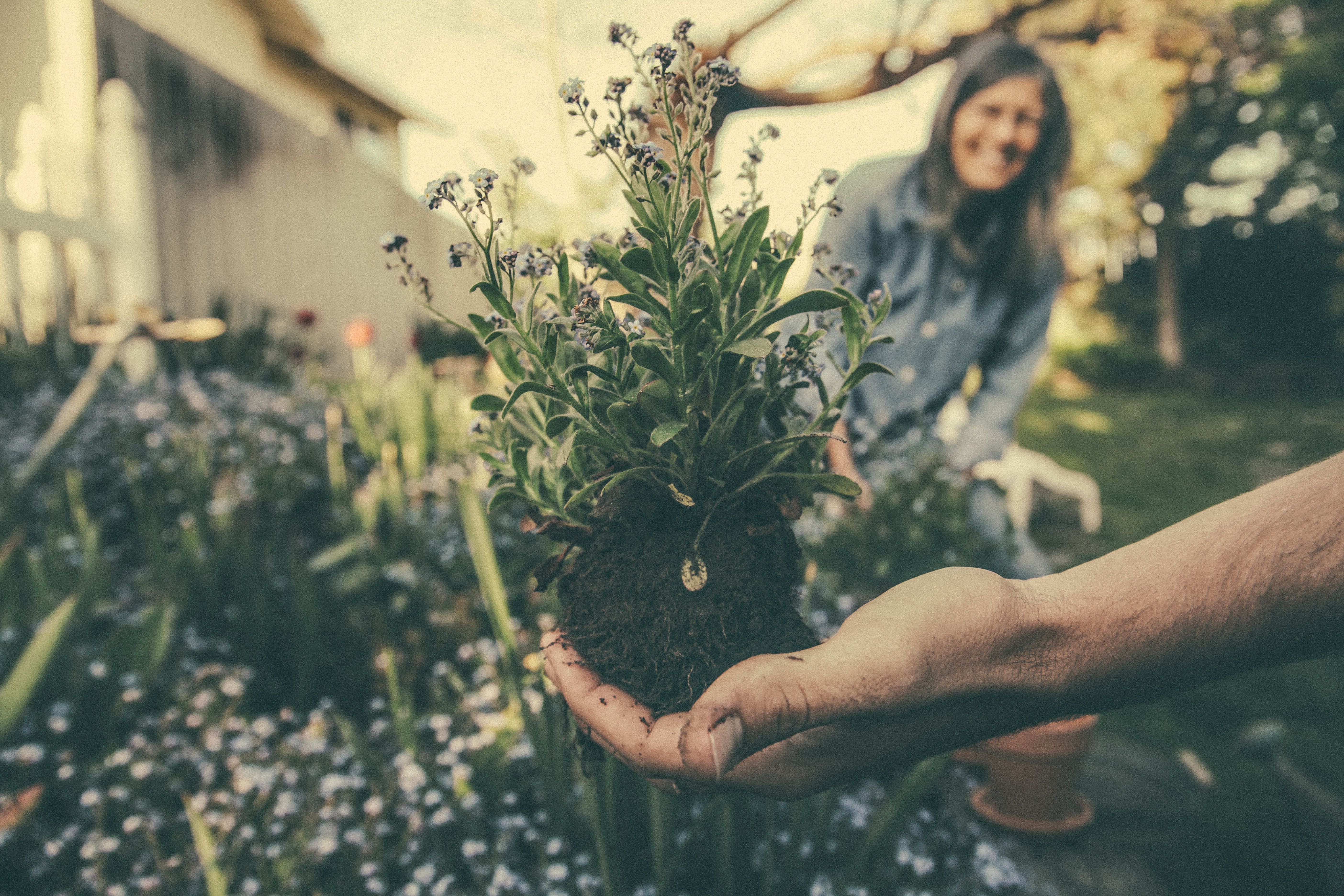 10 gardening mistakes