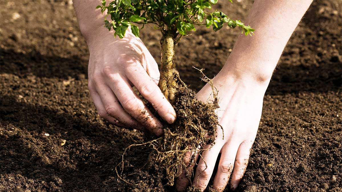 planting plants off season