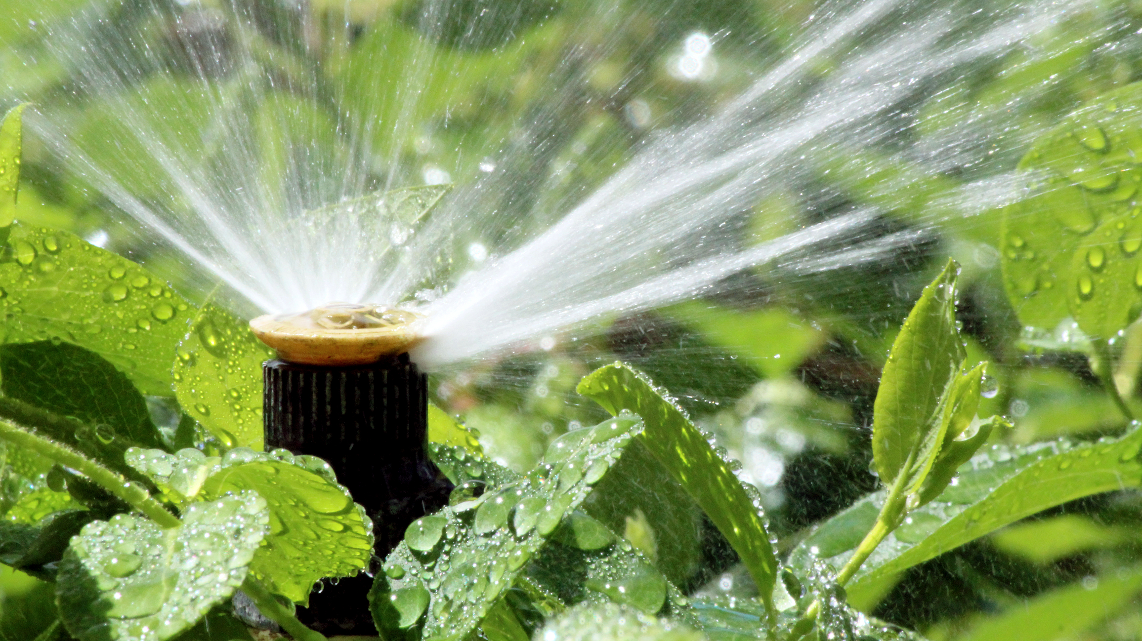 over ewatering plants