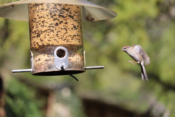 Bird feeder