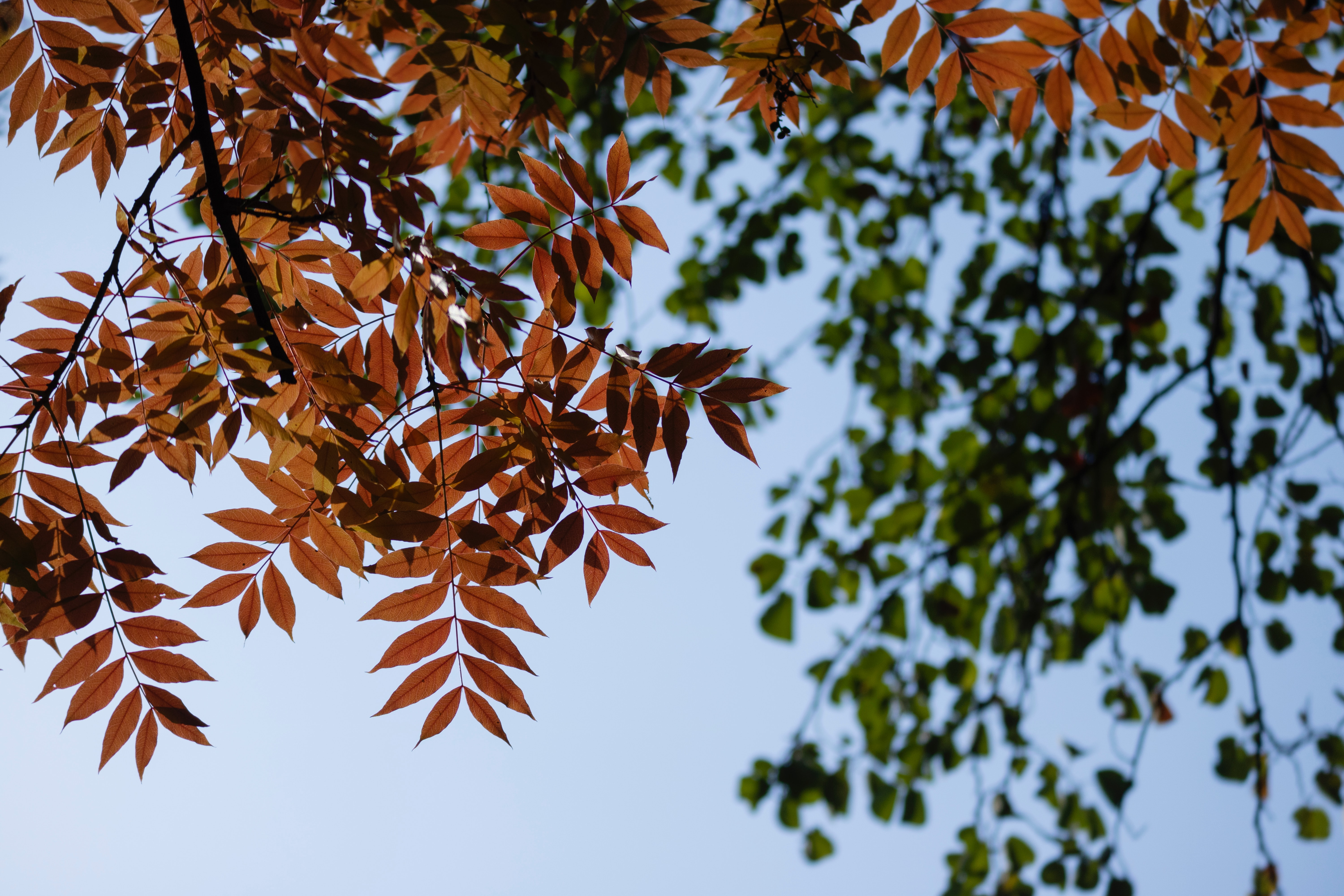 gardening services Birmingham