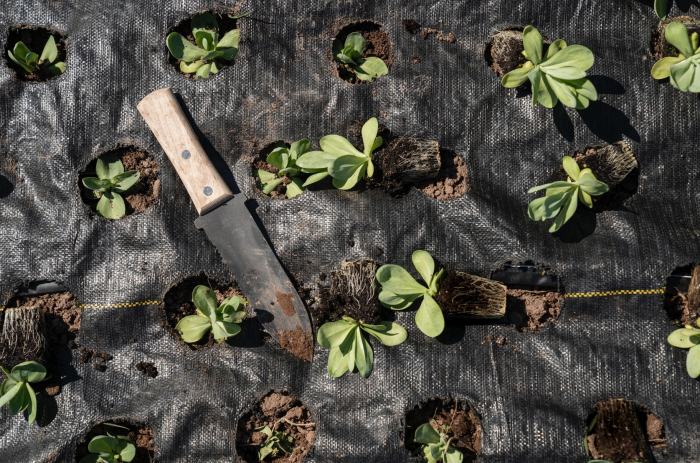gardening services Birmingham