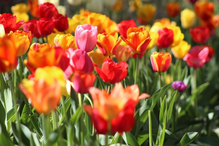 How to Plan a Summer Garden